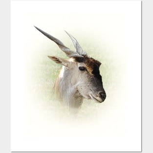 Eland antelope Posters and Art